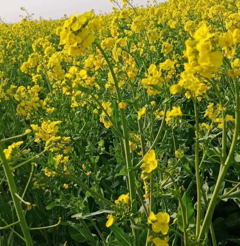 天油80油菜种子杂交种抗寒耐冻枝多荚密矮杆抗倒油菜种籽
