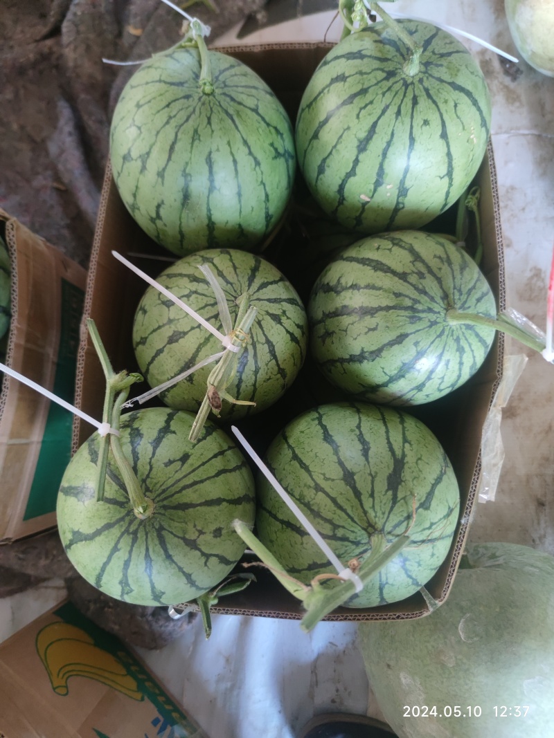 秋季优质吊西瓜产地直发品质保障量大从优可视频看货对接