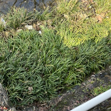 产地直销大别山宽叶红心石菖蒲种苗各种规格