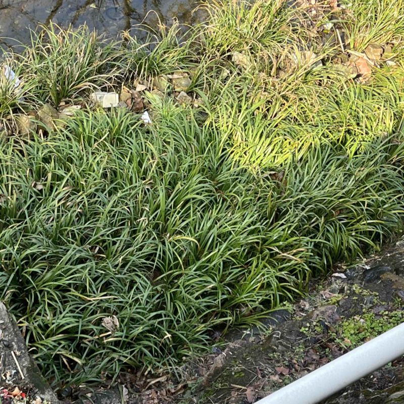产地直销大别山宽叶红心石菖蒲种苗各种规格
