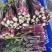 红菜苔高山优质红菜苔