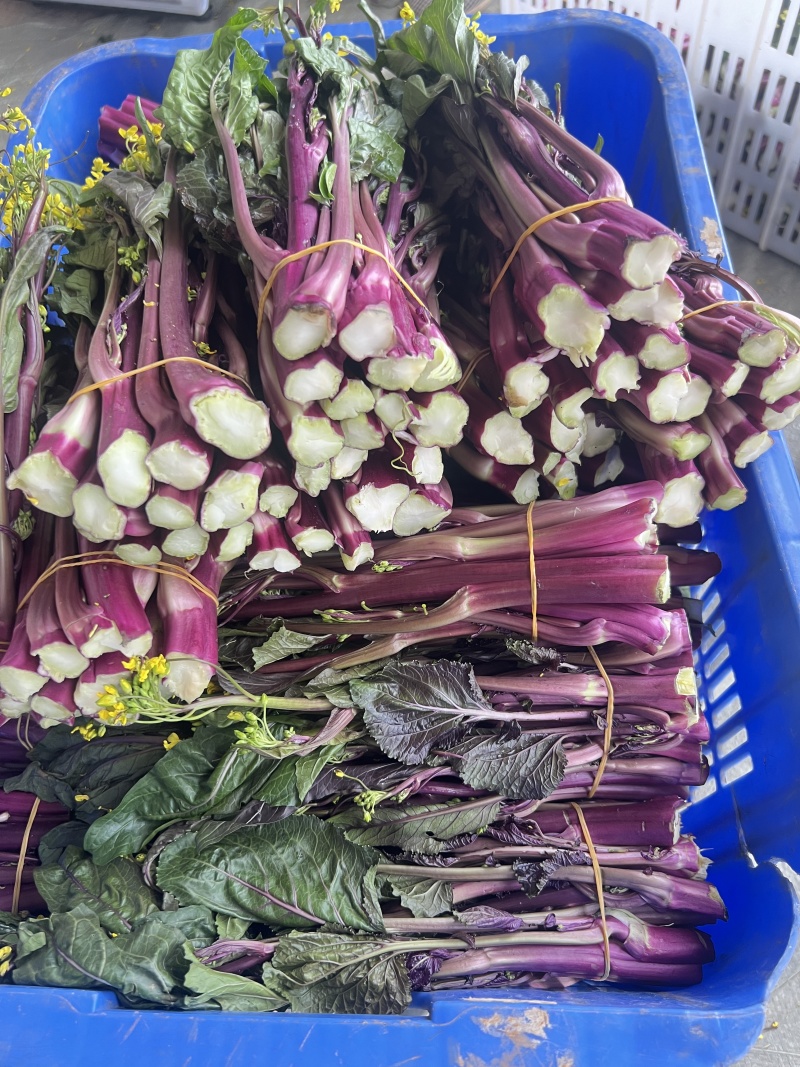 红菜苔高山优质红菜苔