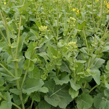 德5油778油菜种籽甘蓝型高产抗病耐寒榨油出油率高食用油