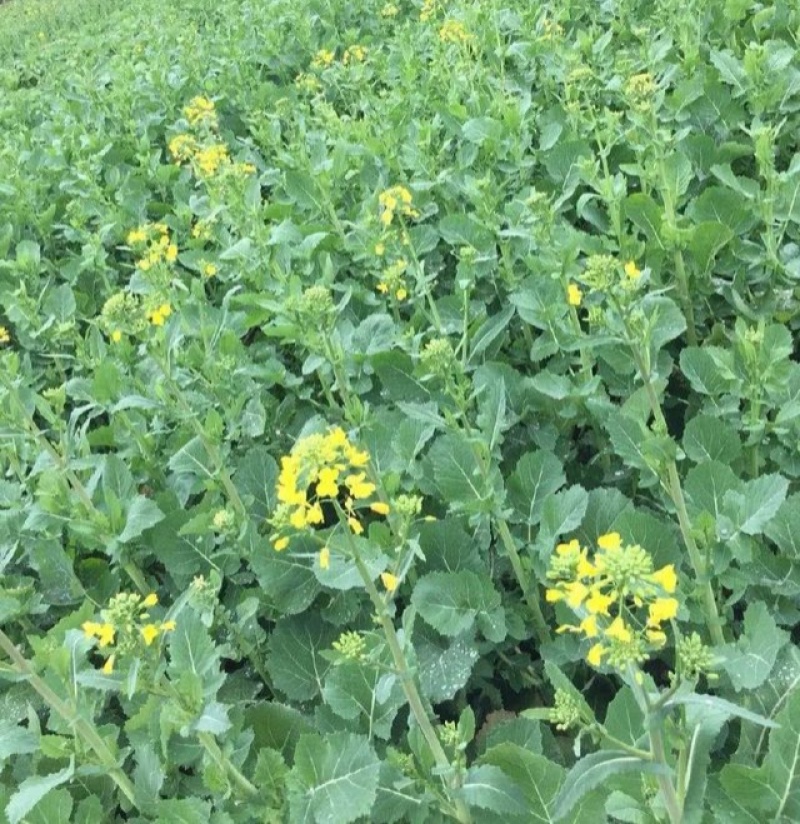 德5油778油菜种籽甘蓝型高产抗病耐寒榨油出油率高食用油