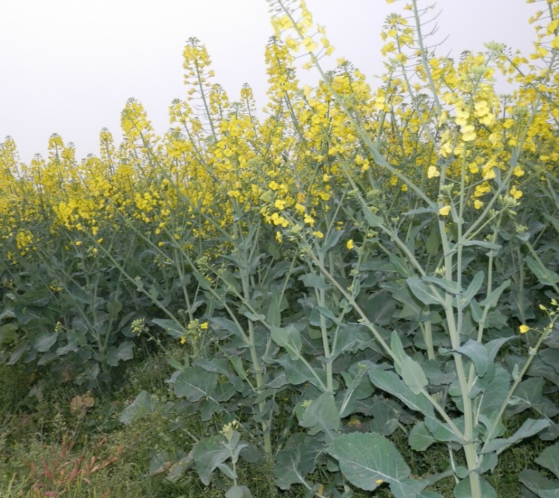 德5油778油菜种籽甘蓝型高产抗病耐寒榨油出油率高食用油