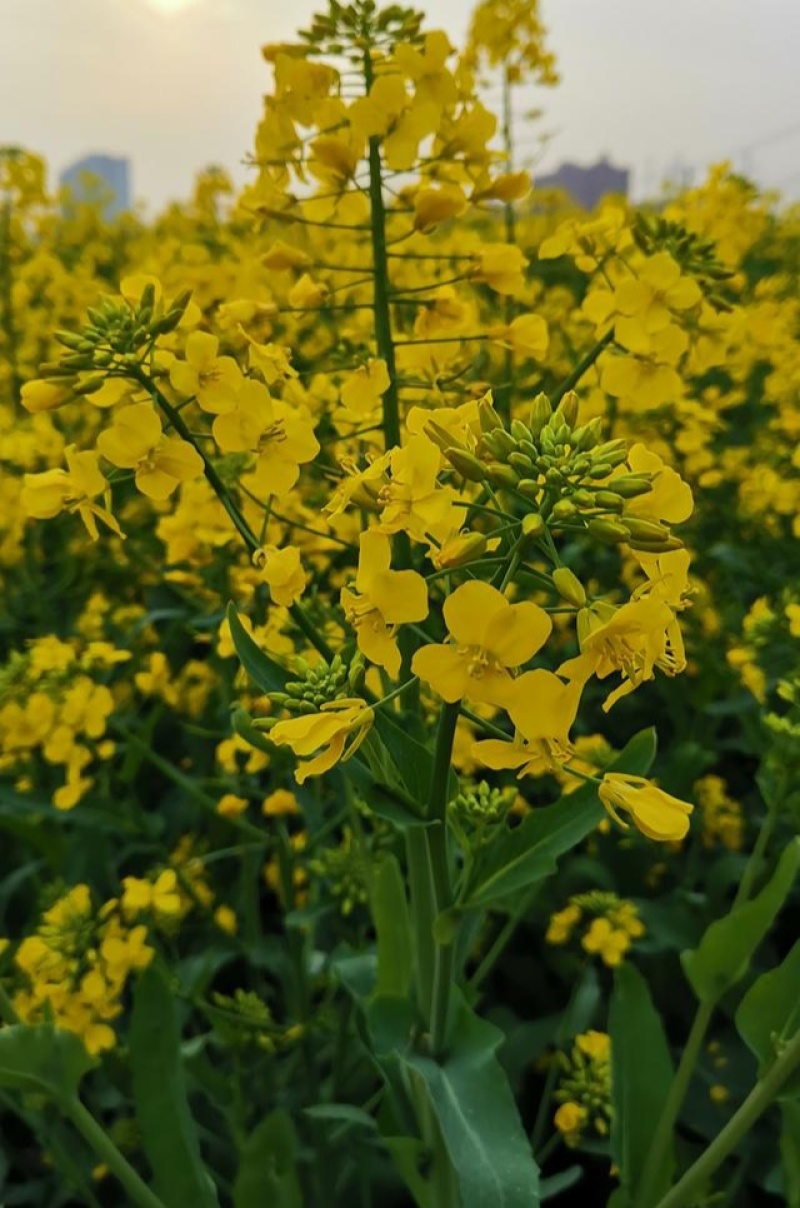 德5油778油菜种籽甘蓝型高产抗病耐寒榨油出油率高食用油