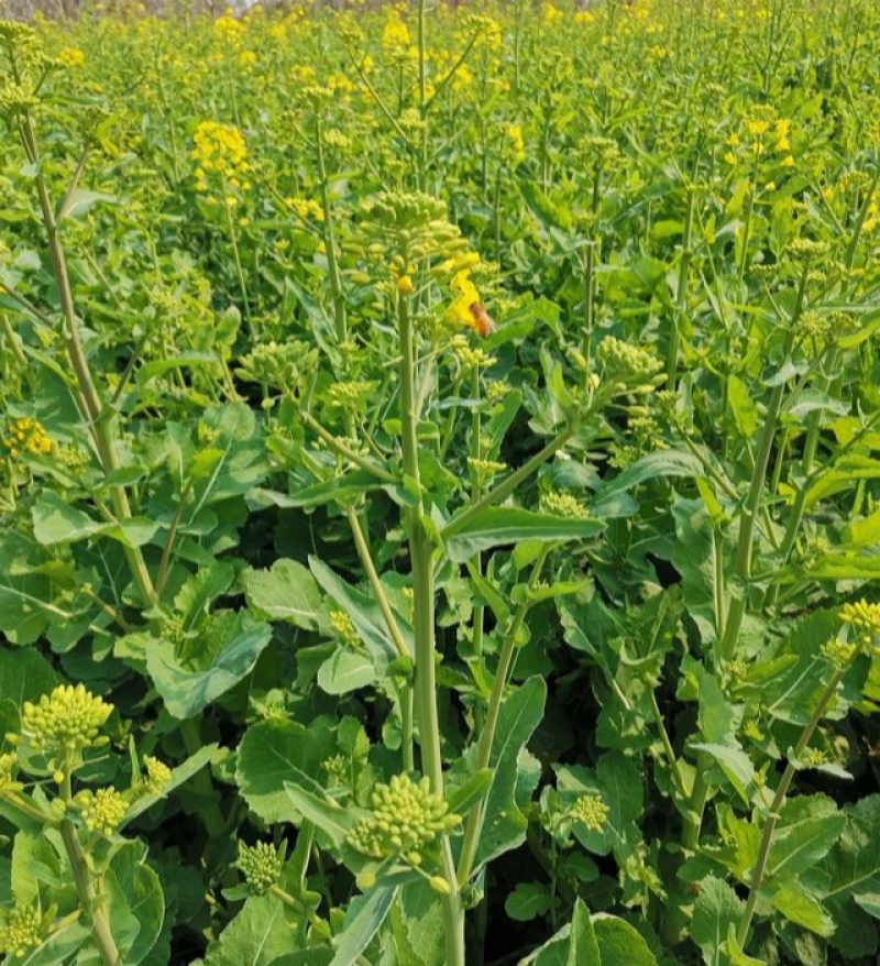 德5油778油菜种籽甘蓝型高产抗病耐寒榨油出油率高食用油