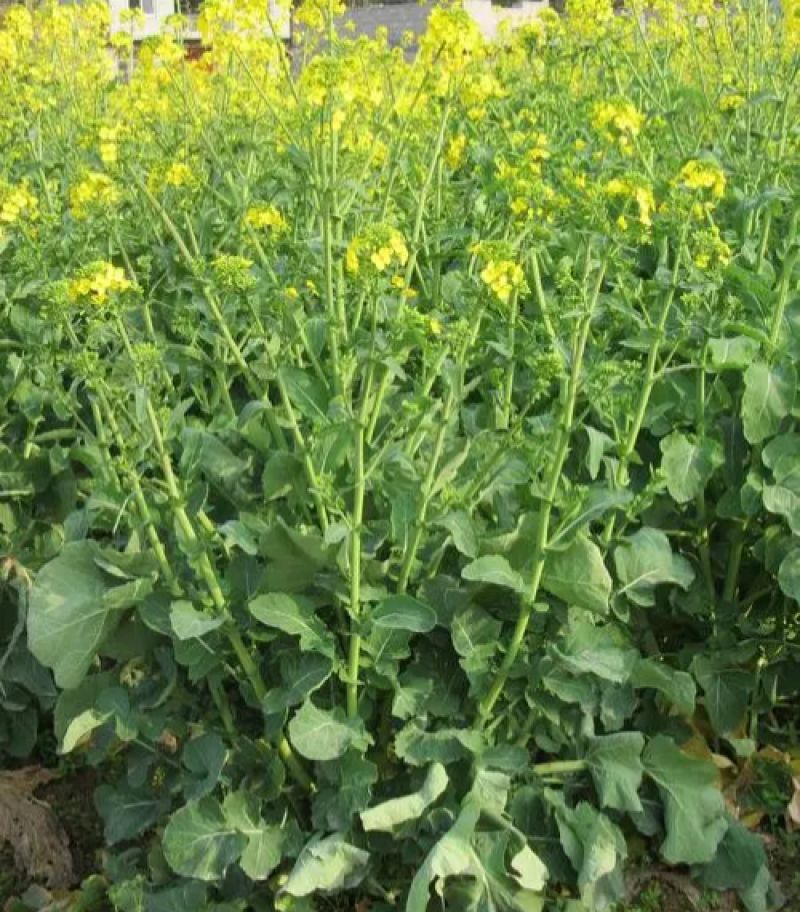 德5油778油菜种籽甘蓝型高产抗病耐寒榨油出油率高食用油