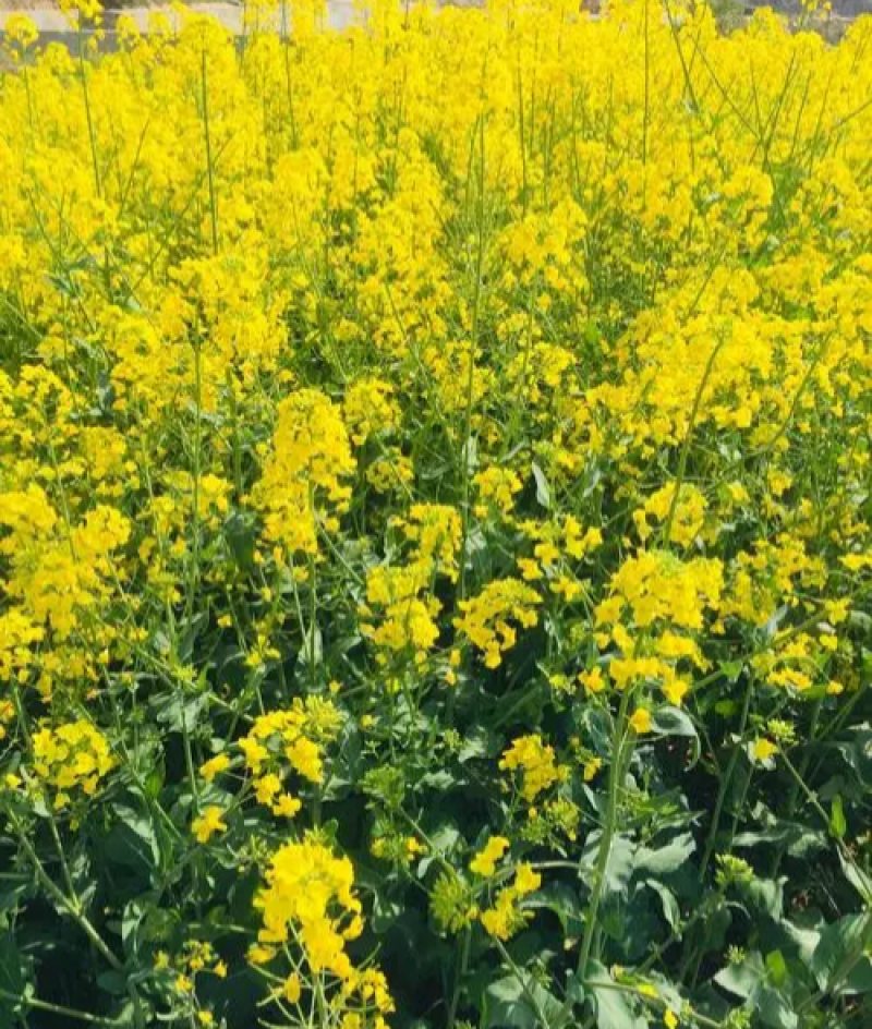 德5油778油菜种籽甘蓝型高产抗病耐寒榨油出油率高食用油