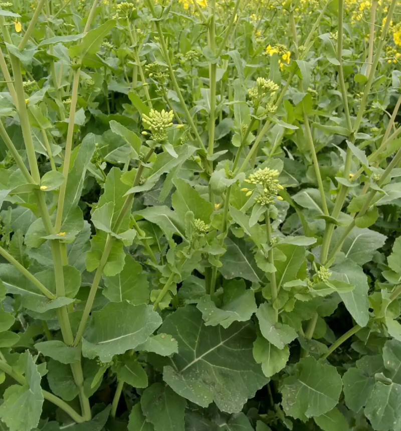德5油778油菜种籽甘蓝型高产抗病耐寒榨油出油率高食用油