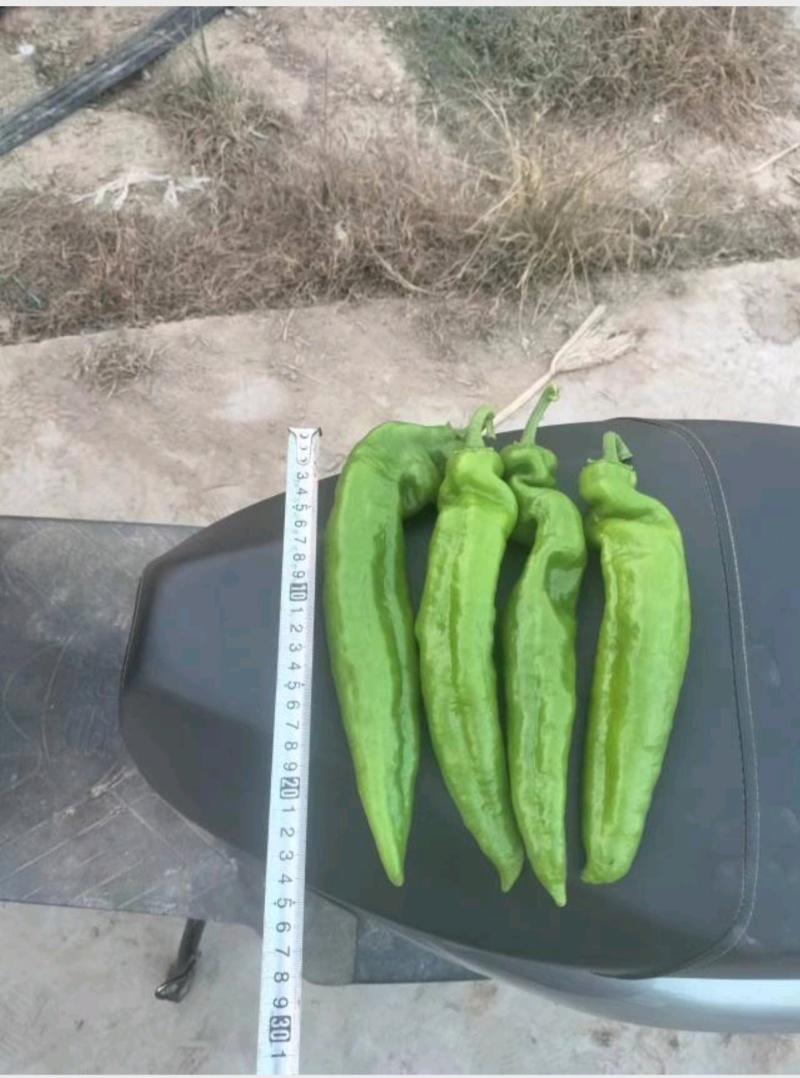 万亩薄皮泡椒，大小苏椒，青黑条，大小皱皮，螺丝，55号，