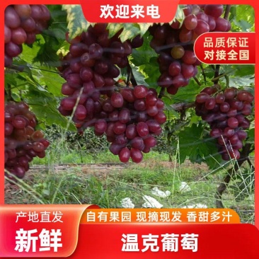温克红提口感脆甜糖度高，品质亮度好欢迎有需要的老板联系我