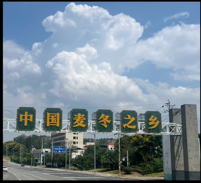 四川三台县麦冬四保茶同款无硫熏产地直发大颗粒欢迎采购咨询