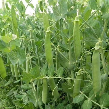 科选荷兰豆种子嫩脆清香荷兰豆大荚豌豆种籽高产农家大田蔬菜