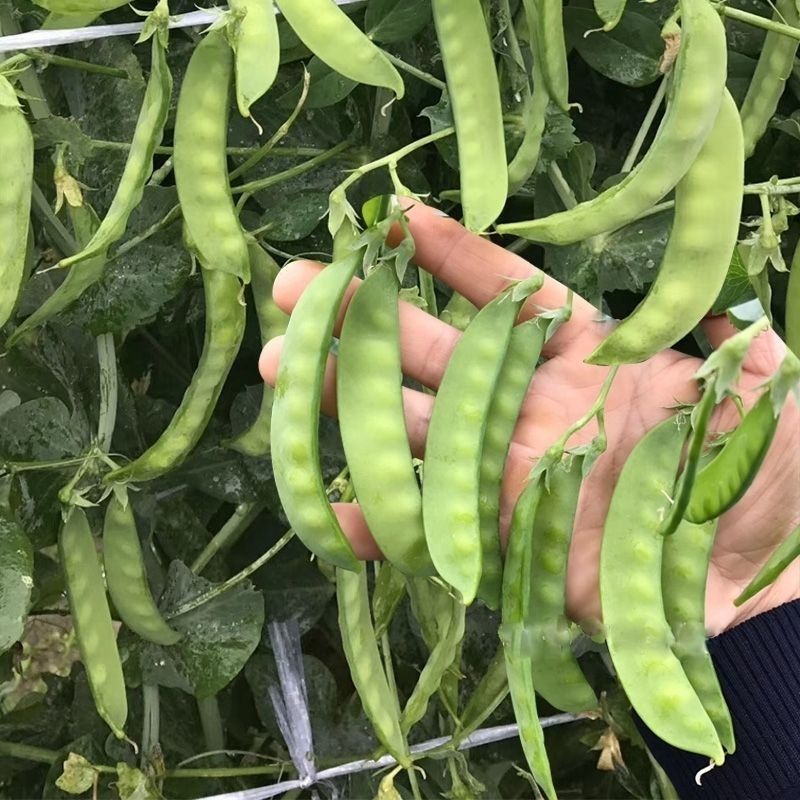 科选荷兰豆种子嫩脆清香荷兰豆大荚豌豆种籽高产农家大田蔬菜