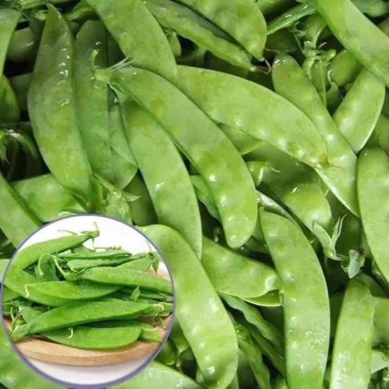 科选荷兰豆种子嫩脆清香荷兰豆大荚豌豆种籽高产农家大田蔬菜