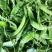科选荷兰豆种子嫩脆清香荷兰豆大荚豌豆种籽高产农家大田蔬菜