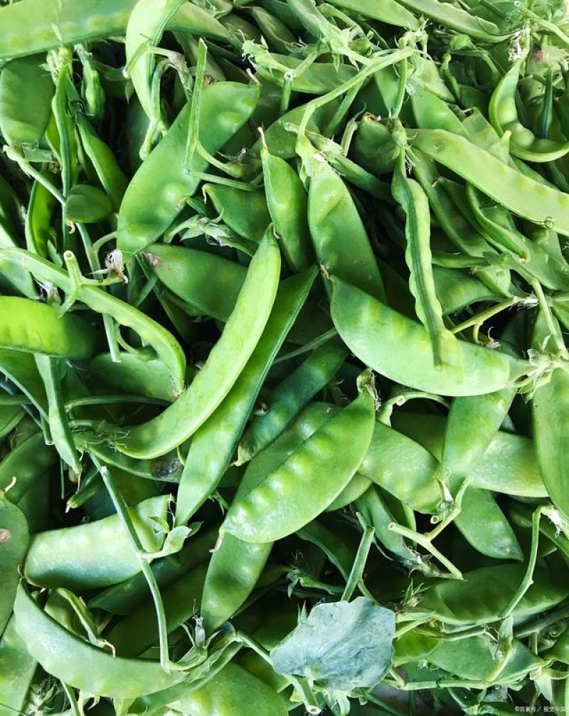 科选荷兰豆种子嫩脆清香荷兰豆大荚豌豆种籽高产农家大田蔬菜