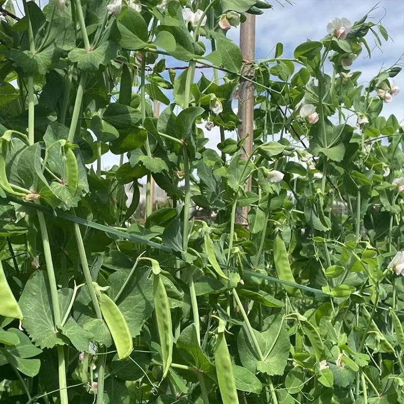 科选荷兰豆种子嫩脆清香荷兰豆大荚豌豆种籽高产农家大田蔬菜