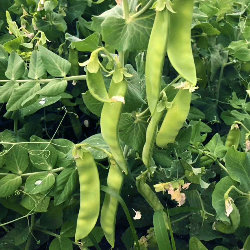 科选荷兰豆种子嫩脆清香荷兰豆大荚豌豆种籽高产农家大田蔬菜