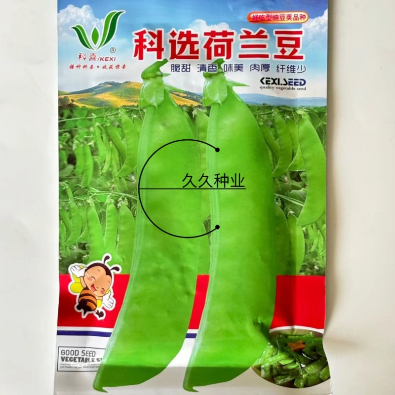 科选荷兰豆种子嫩脆清香荷兰豆大荚豌豆种籽高产农家大田蔬菜