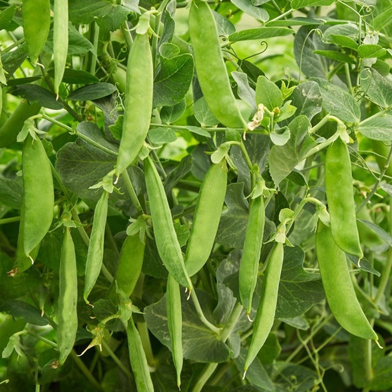 科选荷兰豆种子嫩脆清香荷兰豆大荚豌豆种籽高产农家大田蔬菜