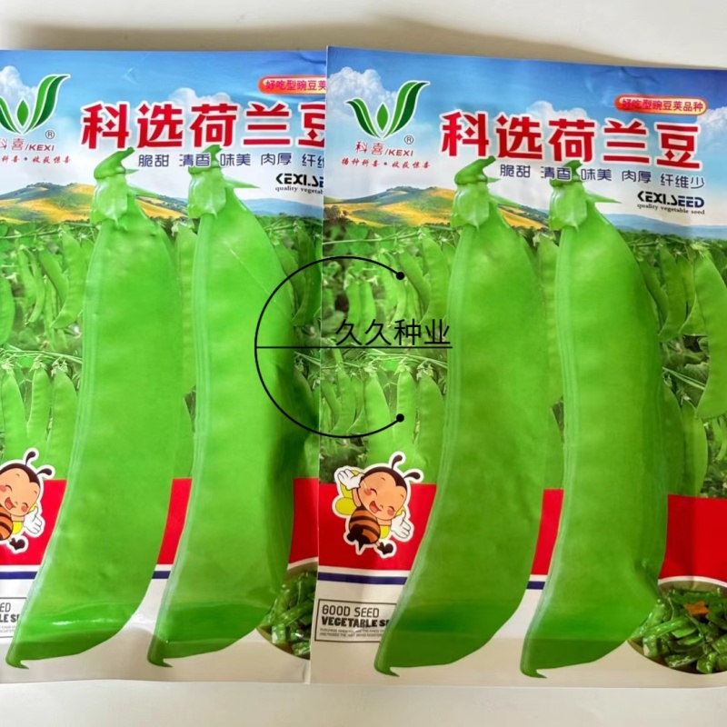 科选荷兰豆种子嫩脆清香荷兰豆大荚豌豆种籽高产农家大田蔬菜