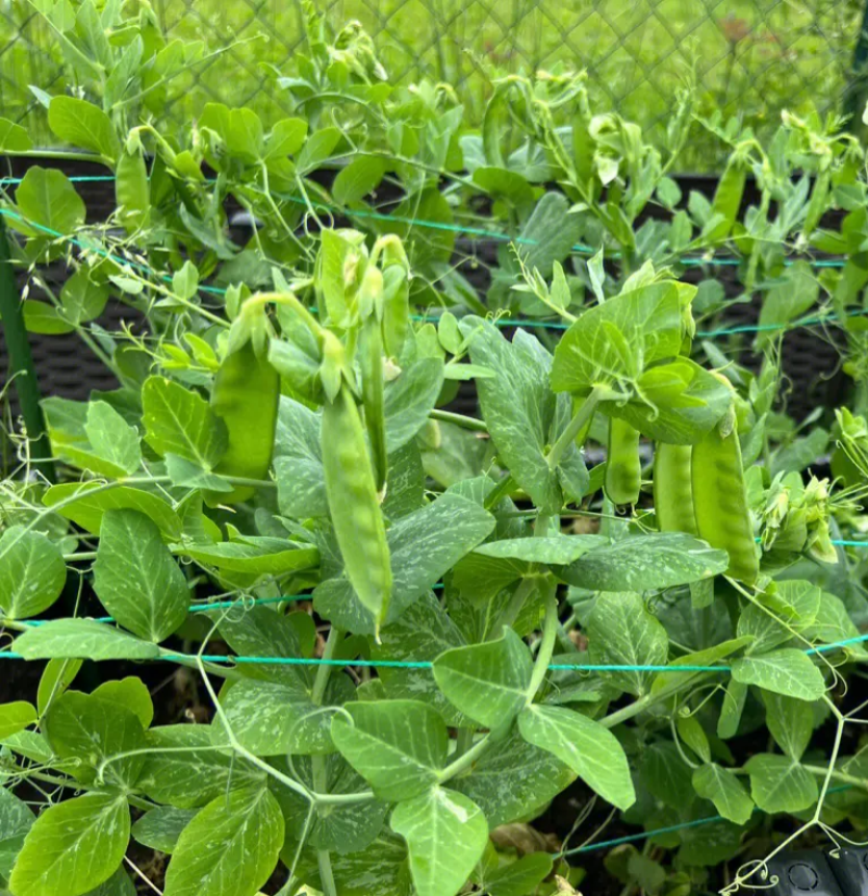 科选荷兰豆种子嫩脆清香荷兰豆大荚豌豆种籽高产农家大田蔬菜