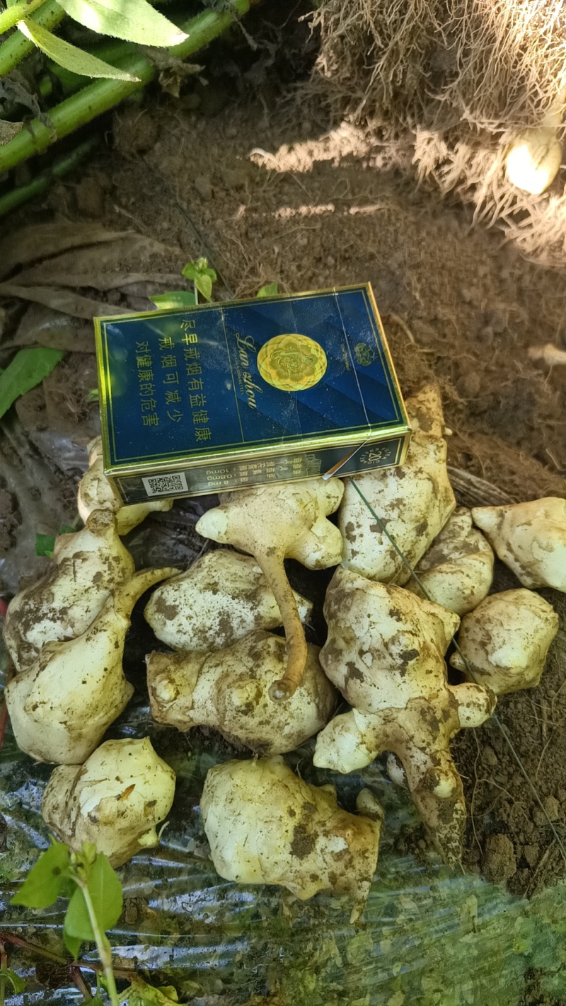好洋姜好品质口感柔和细腻基地直供，欢迎致电采购