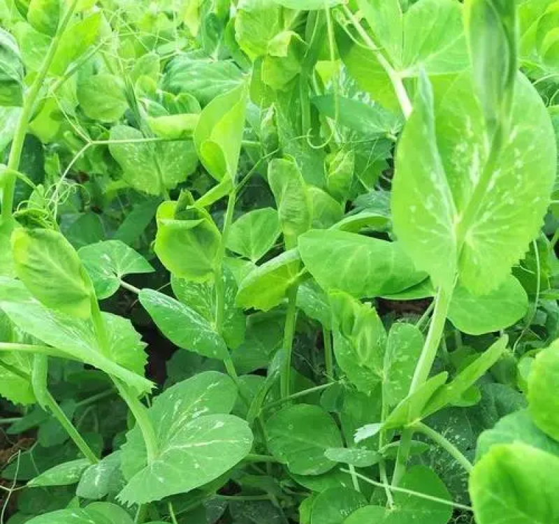 科喜绿油油嫩豌豆尖种子四季易种盆栽阳台很好吃蔬菜种子