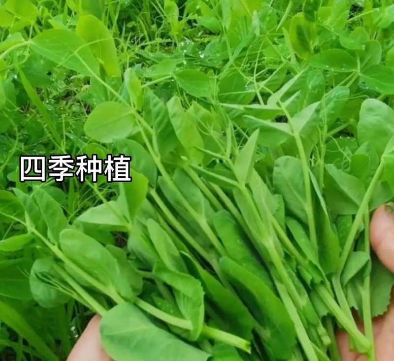 科喜绿油油嫩豌豆尖种子四季易种盆栽阳台很好吃蔬菜种子