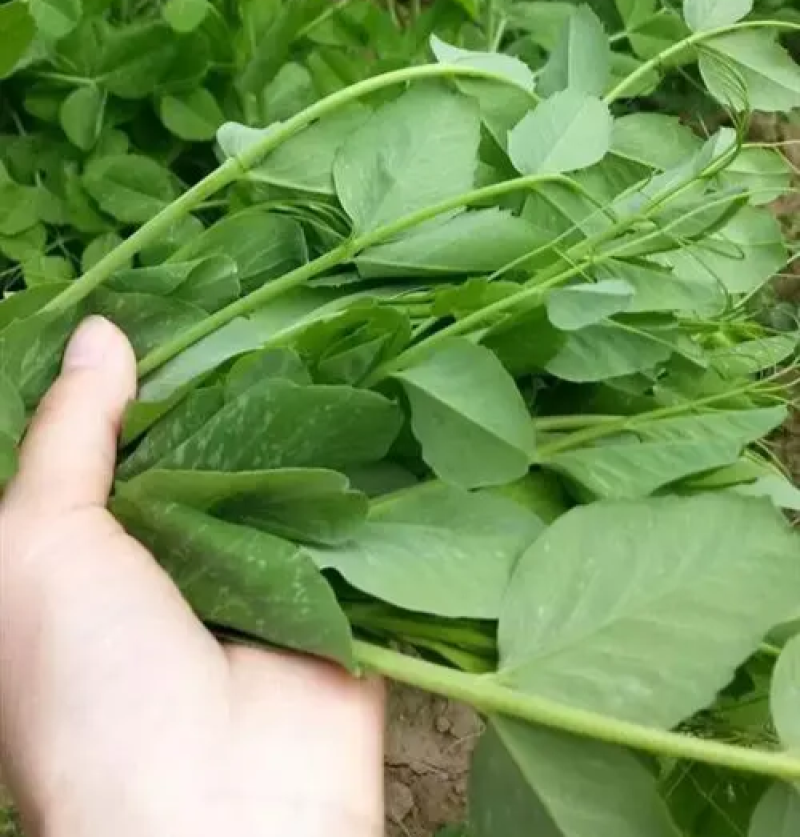 科喜绿油油嫩豌豆尖种子四季易种盆栽阳台很好吃蔬菜种子