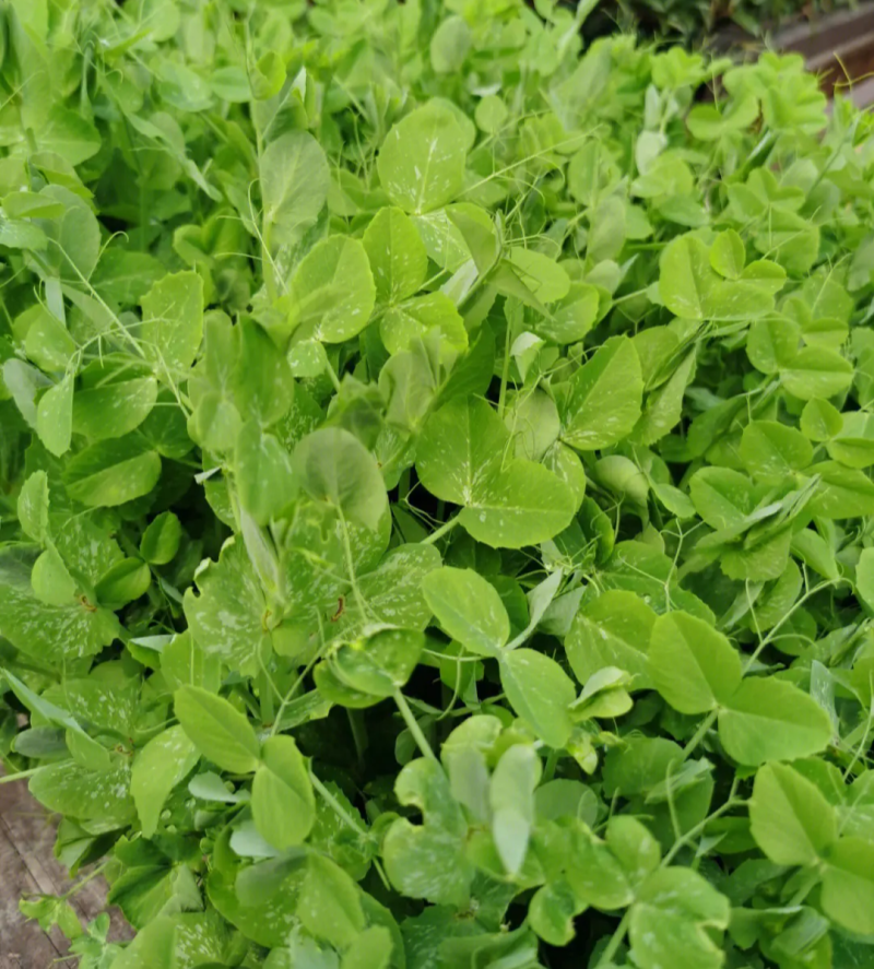 科喜绿油油嫩豌豆尖种子四季易种盆栽阳台很好吃蔬菜种子