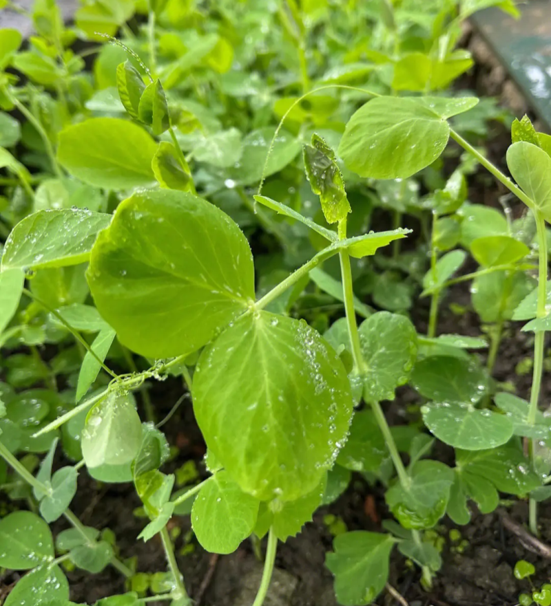 科喜绿油油嫩豌豆尖种子四季易种盆栽阳台很好吃蔬菜种子