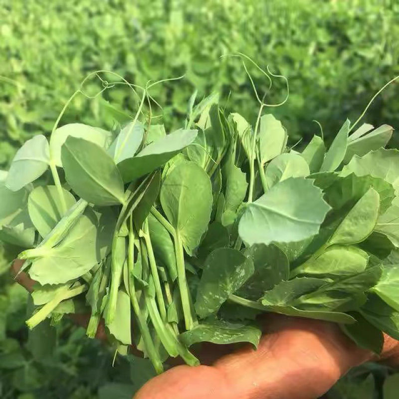 科喜大无须嫩豌豆苗种子豌豆种子绿油油豌豆芽苗菜种子