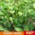 科喜大无须嫩豌豆苗种子豌豆种子绿油油豌豆芽苗菜种子