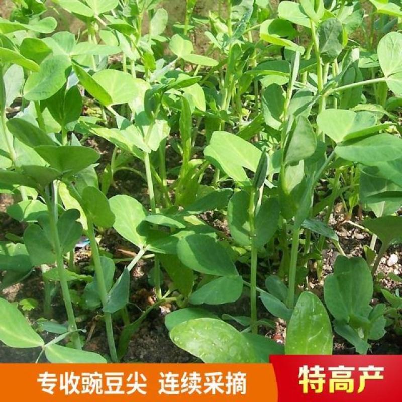 科喜大无须嫩豌豆苗种子豌豆种子绿油油豌豆芽苗菜种子