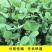 科喜大无须嫩豌豆苗种子豌豆种子绿油油豌豆芽苗菜种子