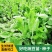 科喜大无须嫩豌豆苗种子豌豆种子绿油油豌豆芽苗菜种子