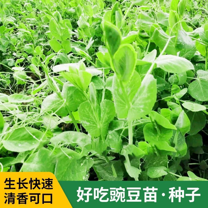 科喜大无须嫩豌豆苗种子豌豆种子绿油油豌豆芽苗菜种子