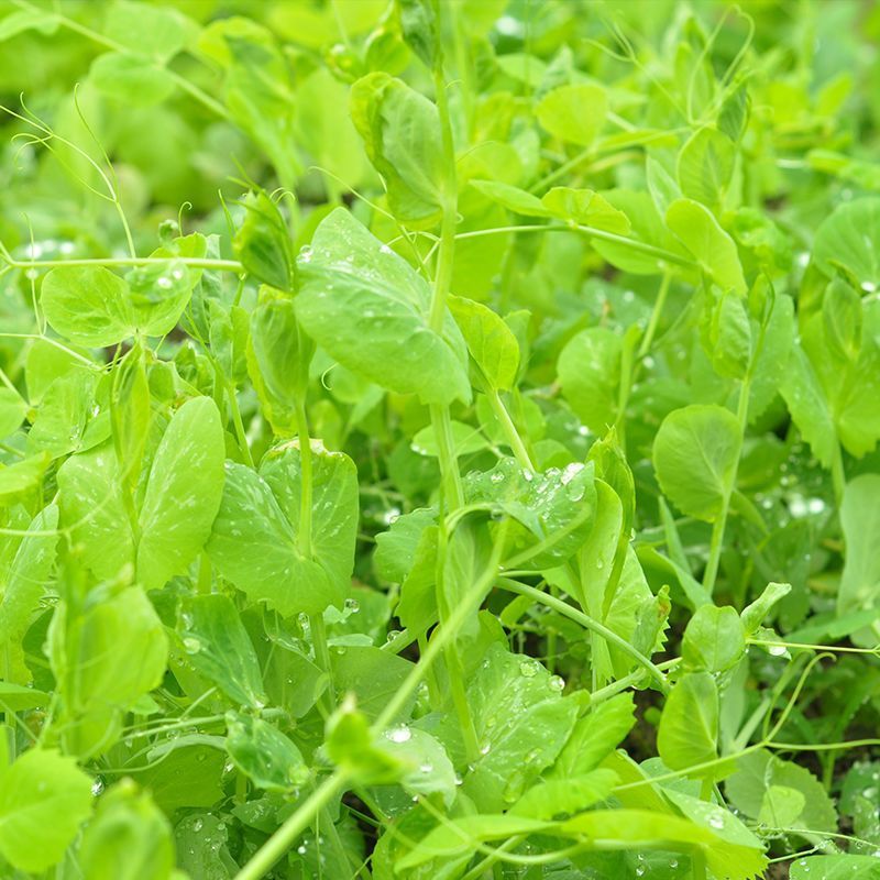科喜大无须嫩豌豆苗种子豌豆种子绿油油豌豆芽苗菜种子