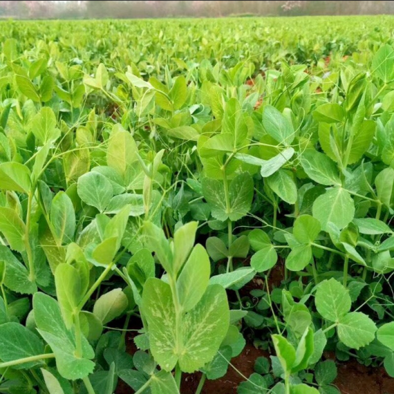 科喜大无须嫩豌豆苗种子豌豆种子绿油油豌豆芽苗菜种子