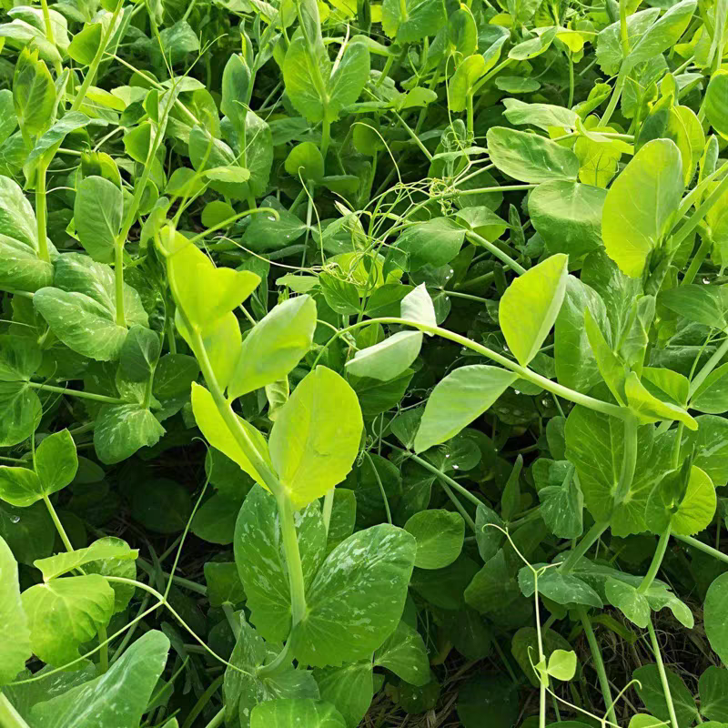 科喜大无须嫩豌豆苗种子豌豆种子绿油油豌豆芽苗菜种子