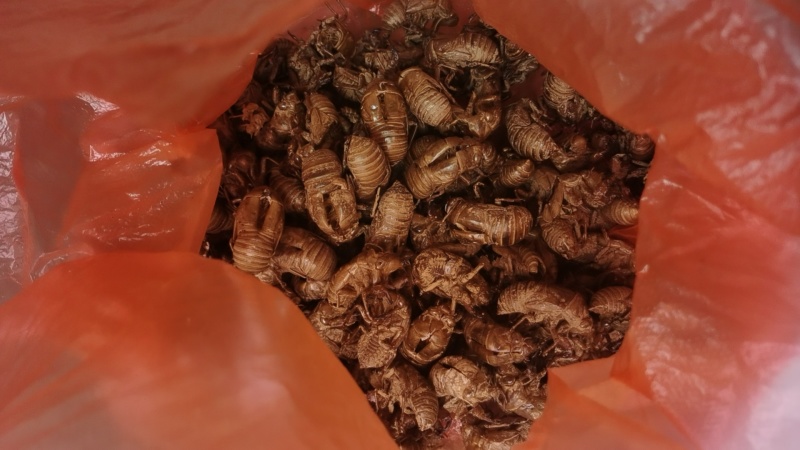 蝉蜕精选正品保证现货秒发快速满足您的需求