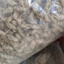 蝉蜕