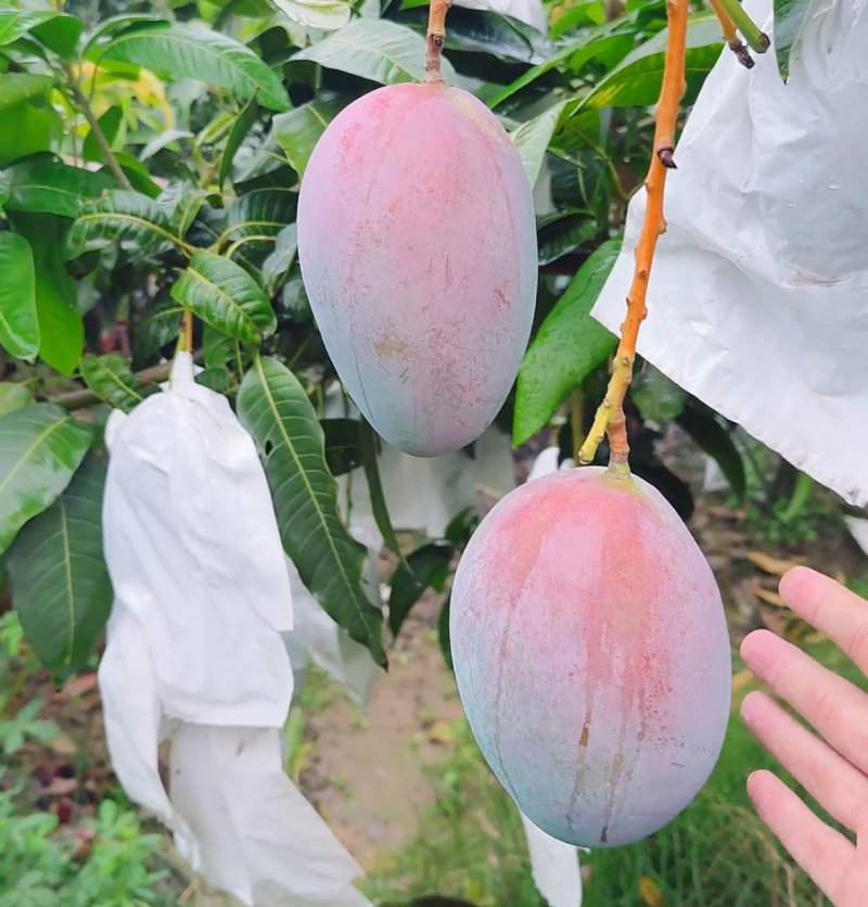 攀枝花凯特芒果批发产地直达不包邮可接电商一件代发