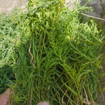 百蕊草