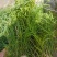 百蕊草