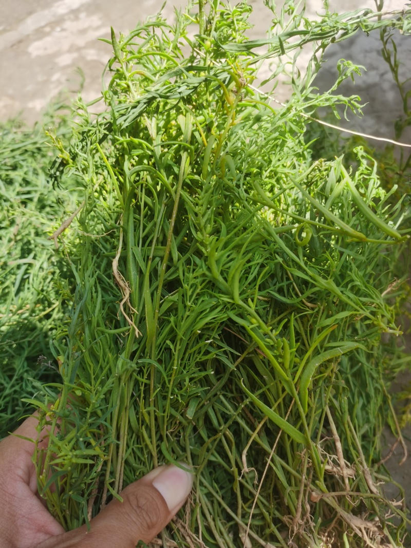 百蕊草
