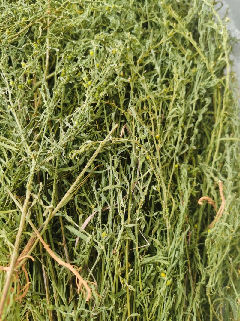 百蕊草